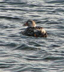 Tachyeres patachonicus