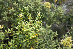 Cryptocarya wyliei