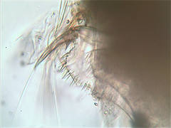 Chydorus