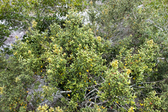 Cryptocarya wyliei