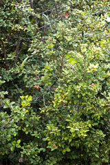 Cryptocarya wyliei