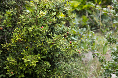 Cryptocarya wyliei