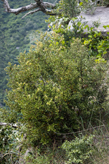 Cryptocarya wyliei