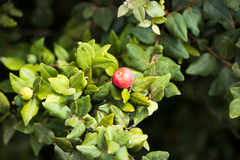 Cryptocarya wyliei