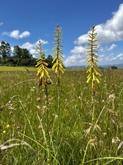 Kniphofia laxiflora