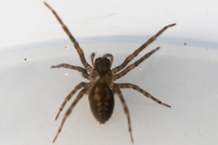 Amaurobius