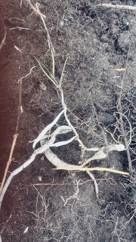 Ceropegia barbata