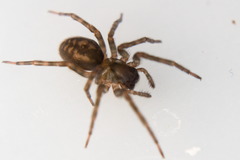 Amaurobius