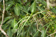 Cynanchum viminale viminale