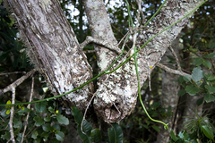 Cynanchum viminale viminale