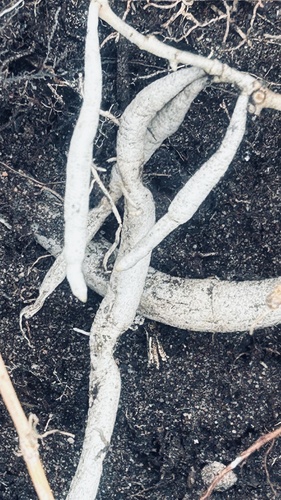 Ceropegia barbata
