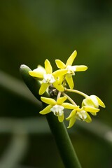 Cynanchum viminale viminale