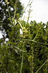 Cynanchum viminale viminale