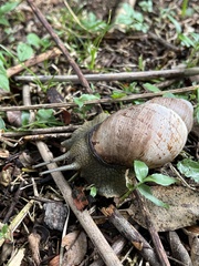 Megalobulimus