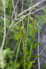 Cyrtanthus sanguineus