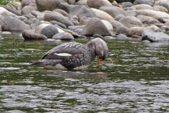 Tachyeres patachonicus