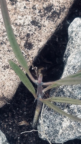 Ceropegia barbata