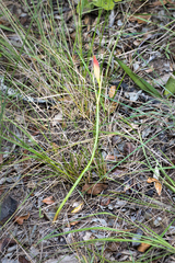 Cyrtanthus sanguineus