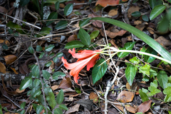 Cyrtanthus sanguineus