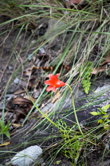 Cyrtanthus sanguineus