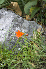 Cyrtanthus sanguineus