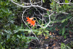 Cyrtanthus sanguineus