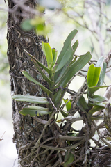 Cyrtorchis arcuata