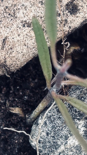 Ceropegia barbata