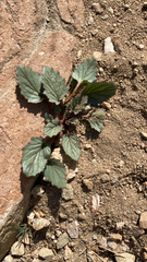 Phacelia campanularia