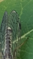 Dichrostigma flavipes