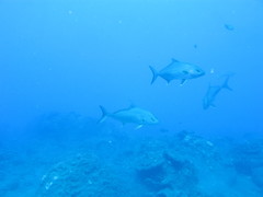 Seriola rivoliana