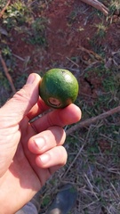 Psidium