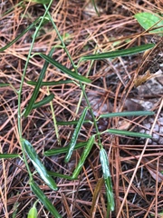 Euphorbia discoidalis