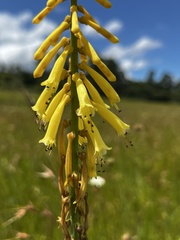 Kniphofia laxiflora
