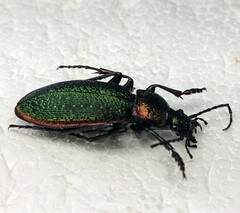 Carabus hummeli