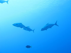 Seriola rivoliana