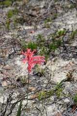 Tritoniopsis antholyza