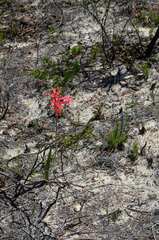 Tritoniopsis antholyza