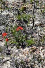 Erica cerinthoides