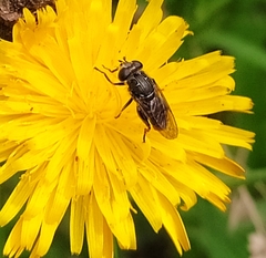 Asemosyrphus mexicanus