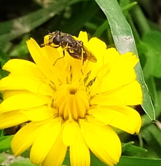 Asemosyrphus mexicanus