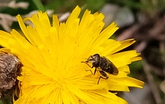 Asemosyrphus mexicanus