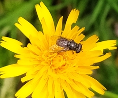 Asemosyrphus mexicanus