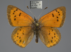 Lycaena cupreus