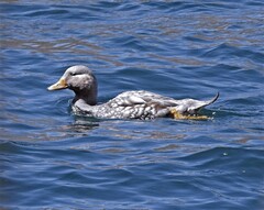 Tachyeres patachonicus