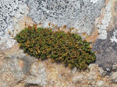 Physcomitrium pyriforme