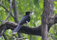 Clamator levaillantii