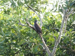 Hierococcyx sparverioides