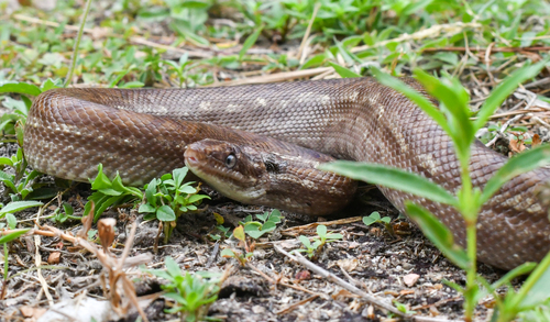 Brown Rainbow Boa, Epicrates maurus