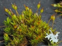 Physcomitrium pyriforme